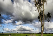 雄鹿队全队状态火热，轻松战胜森林狼