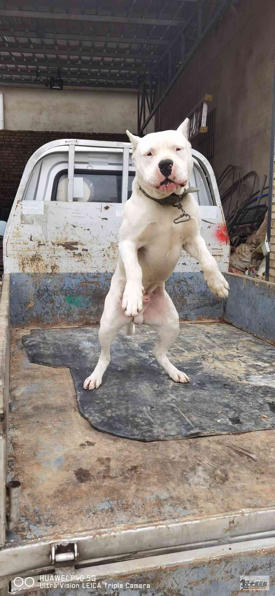 火箭遭遇不敌猛犬，吞下连败苦果